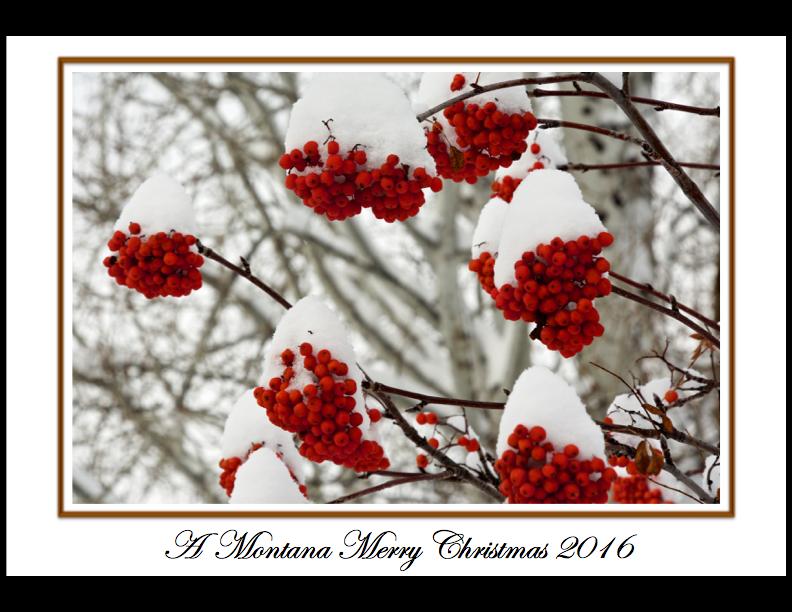 ChristmasCard2016cover